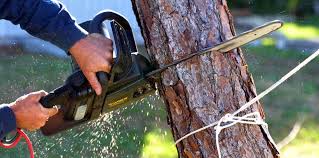 Best Tree Cabling and Bracing  in Presidio, TX