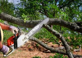 Reliable Presidio, TX Tree Services Solutions