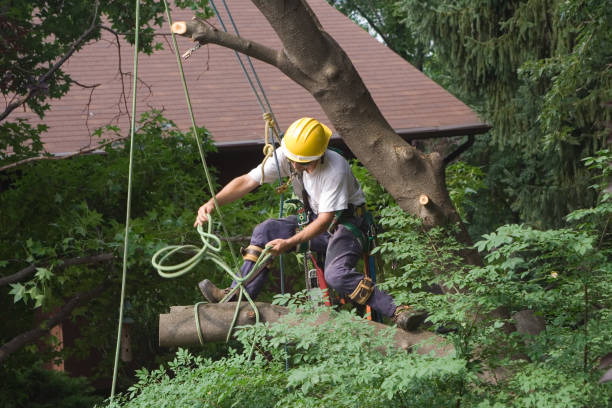 Best Tree Risk Assessment  in Presidio, TX