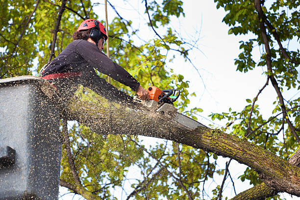 Best Tree Trimming and Pruning  in Presidio, TX