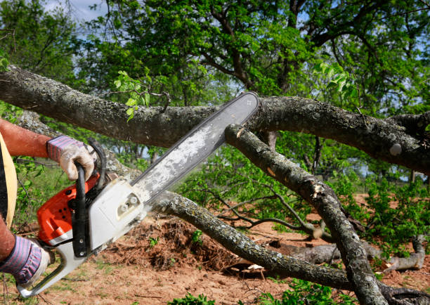 How Our Tree Care Process Works  in  Presidio, TX